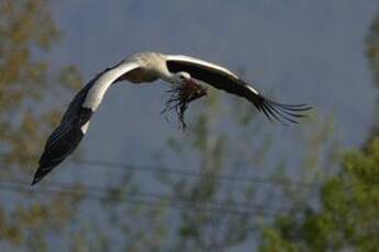 Cigogne blanche