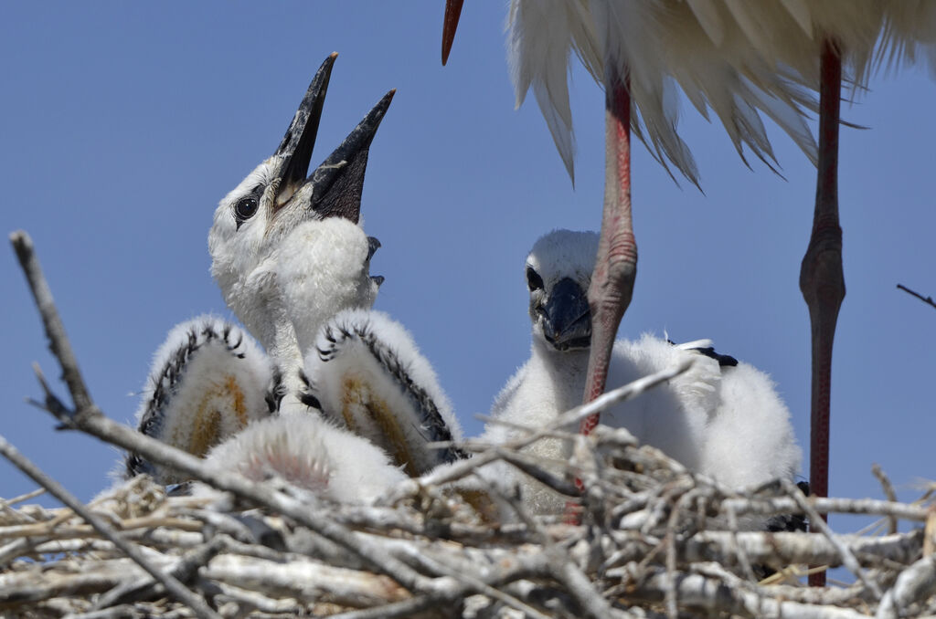 White Stork