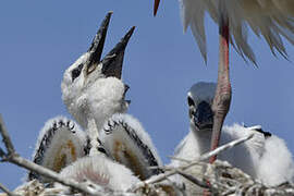 Cigogne blanche