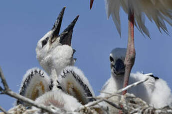 Cigogne blanche