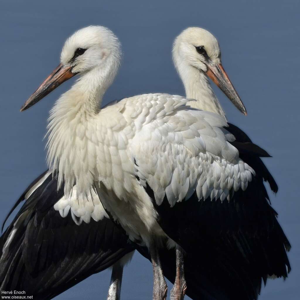 Cigogne blanchejuvénile, Comportement