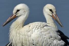 White Stork