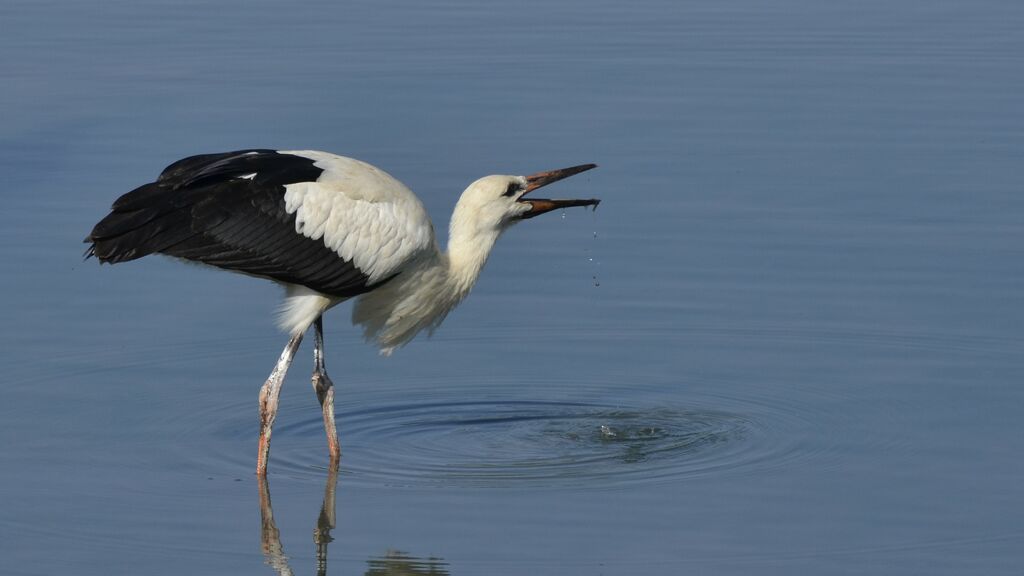 Cigogne blanche