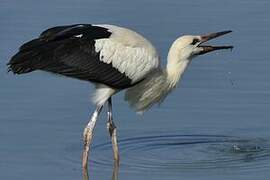 White Stork