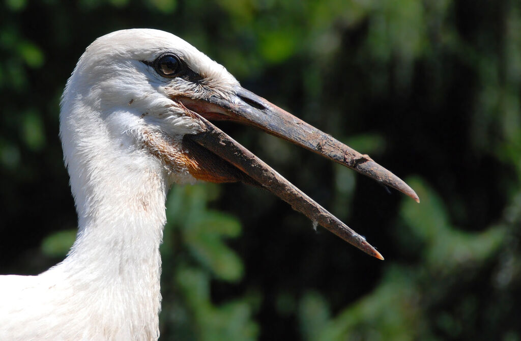 Cigogne blanche