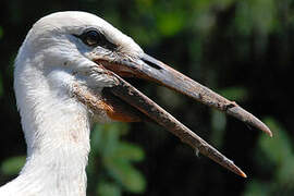 White Stork