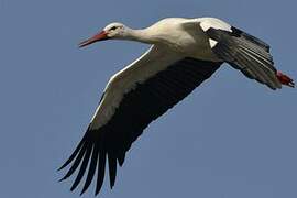 White Stork