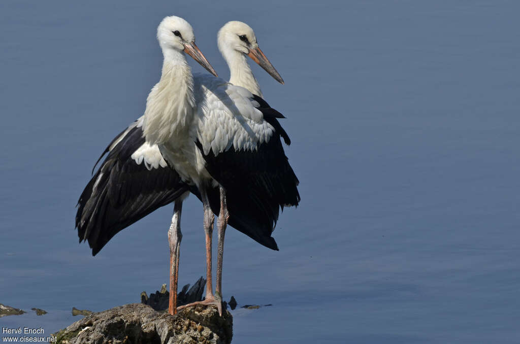 White Storkjuvenile, identification