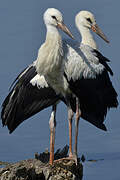 Cigogne blanche