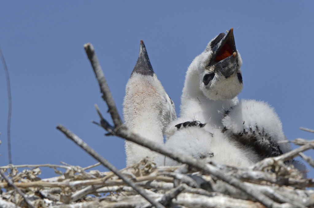 White Stork