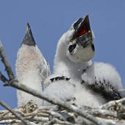 White Stork