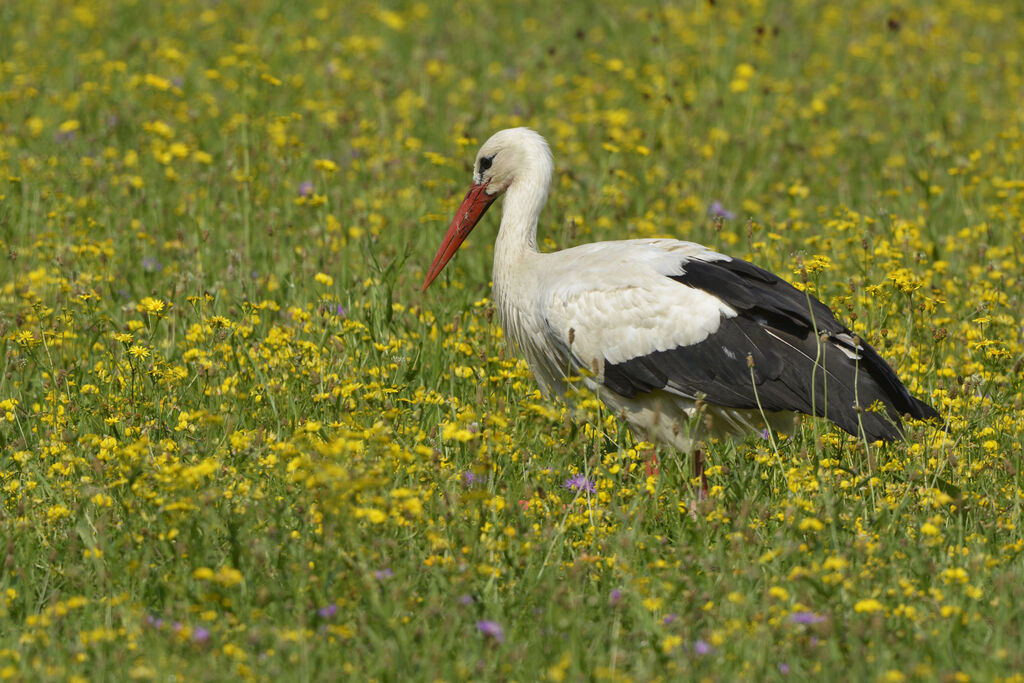 Cigogne blanche, identification