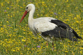 White Stork