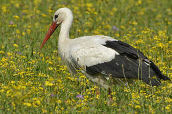 Cigogne blanche