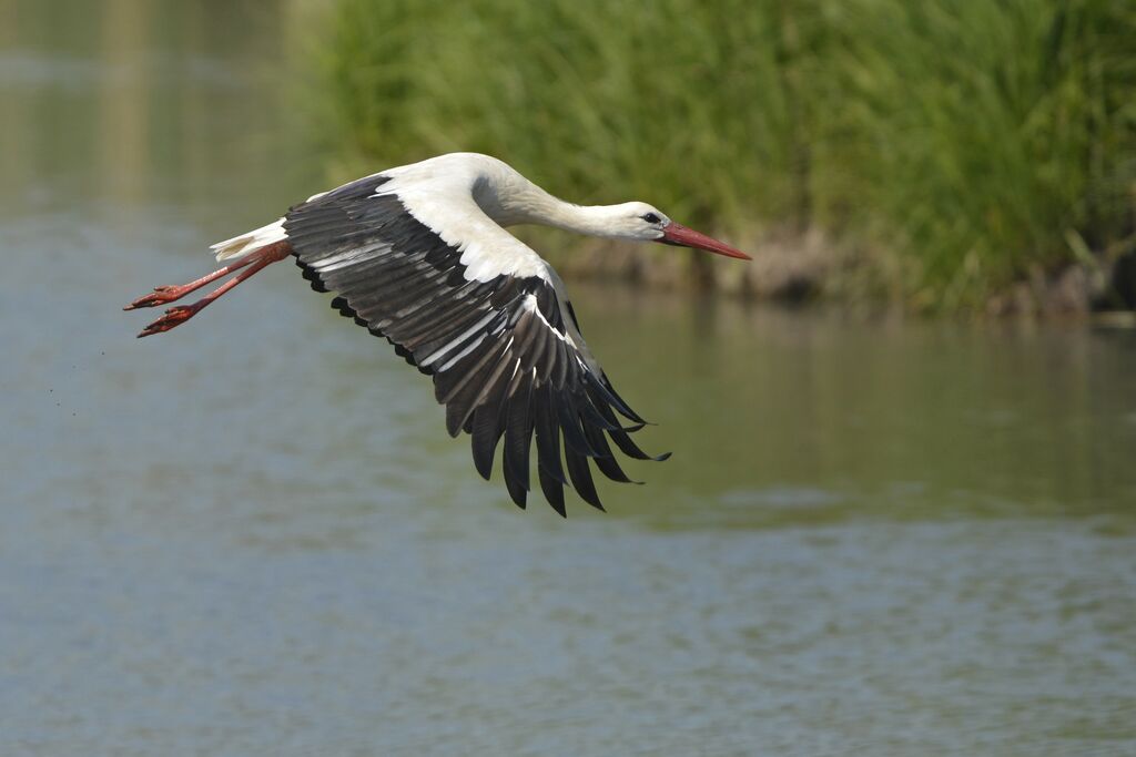 Cigogne blanche, Vol