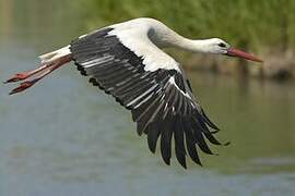 White Stork