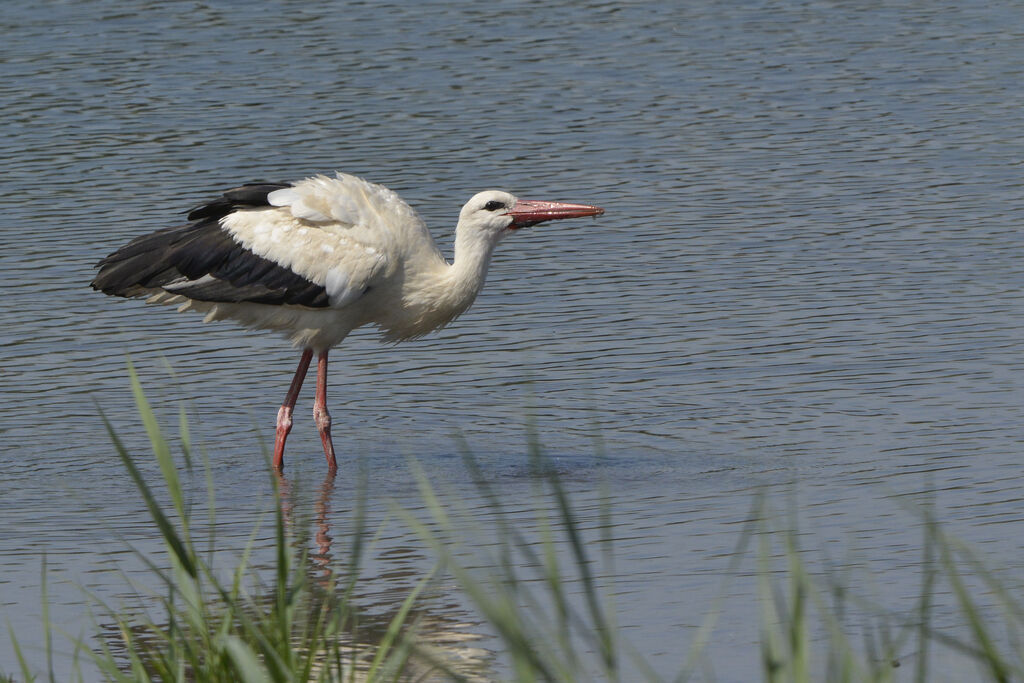 Cigogne blanche, identification