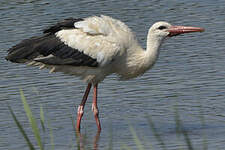 Cigogne blanche