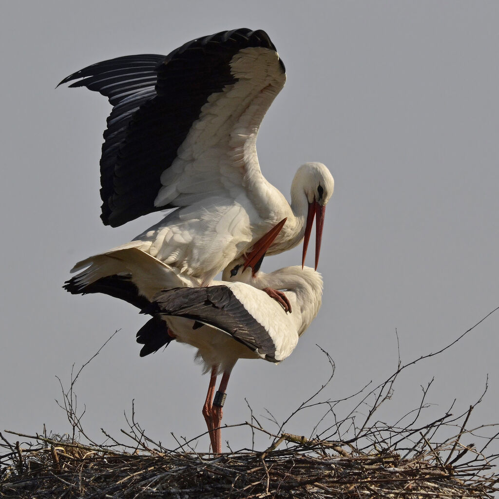 White Stork, Behaviour