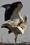 White Stork