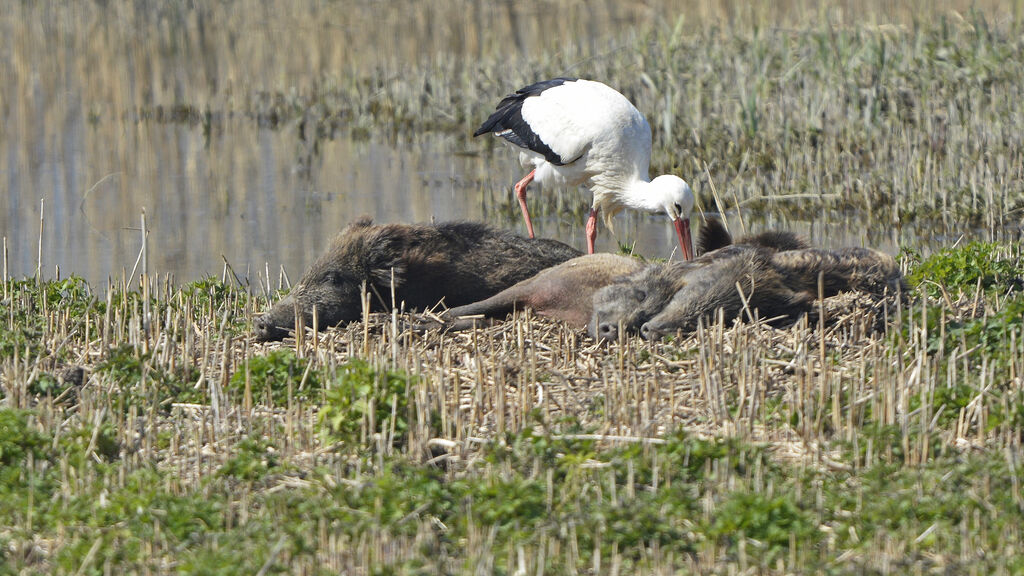 Cigogne blanche