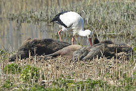 White Stork