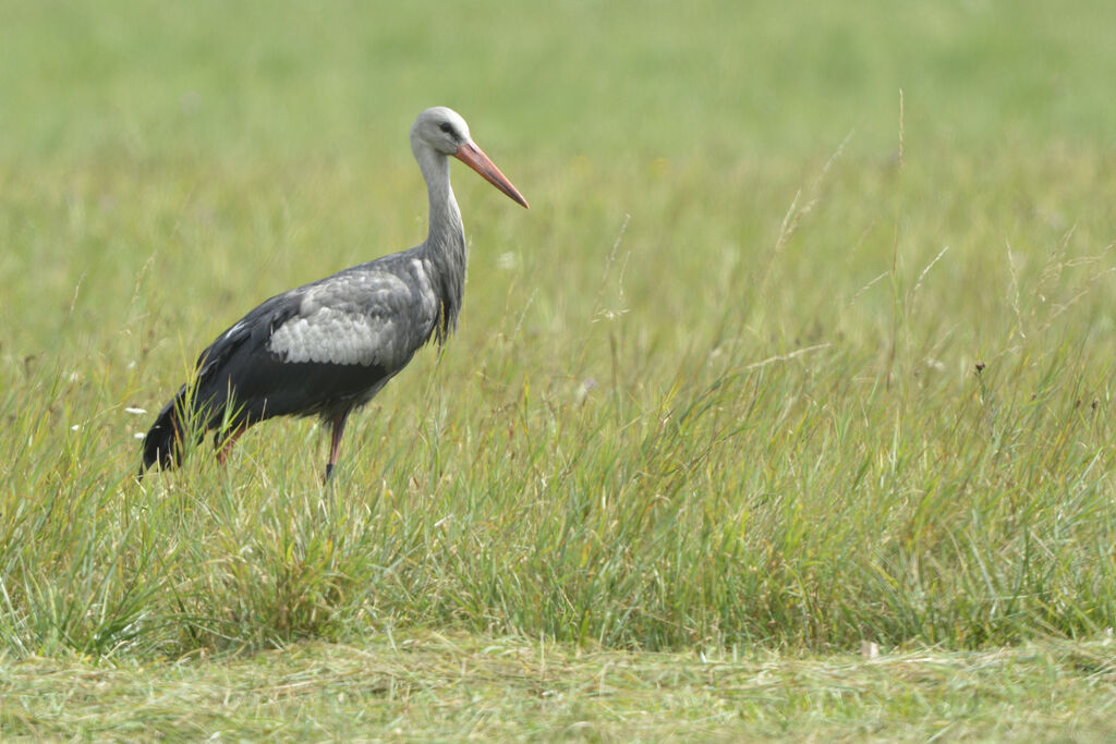 Cigogne blanche