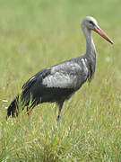 White Stork