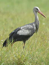 Cigogne blanche