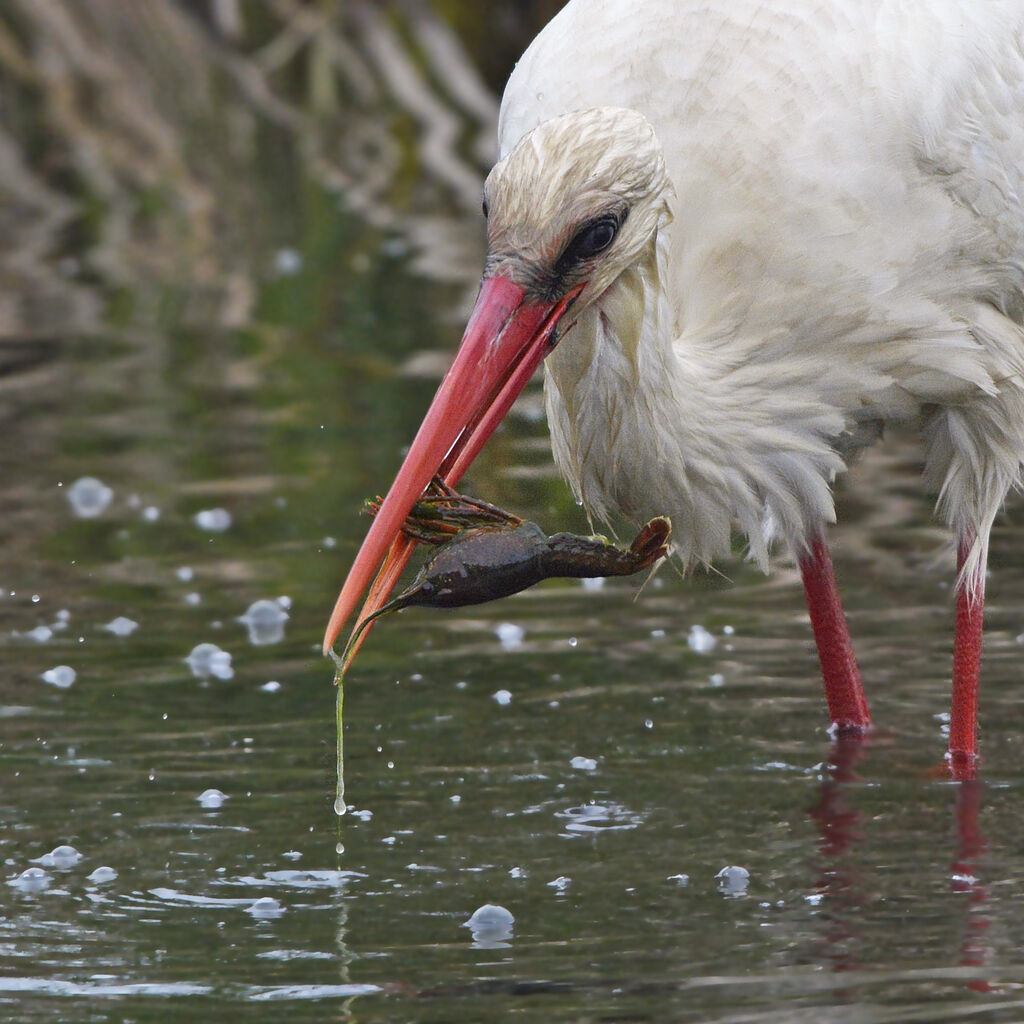 Cigogne blancheadulte, régime, pêche/chasse