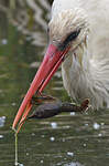 Cigogne blanche