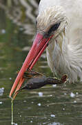 White Stork