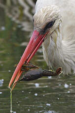 Cigogne blanche