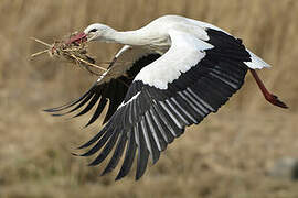 White Stork