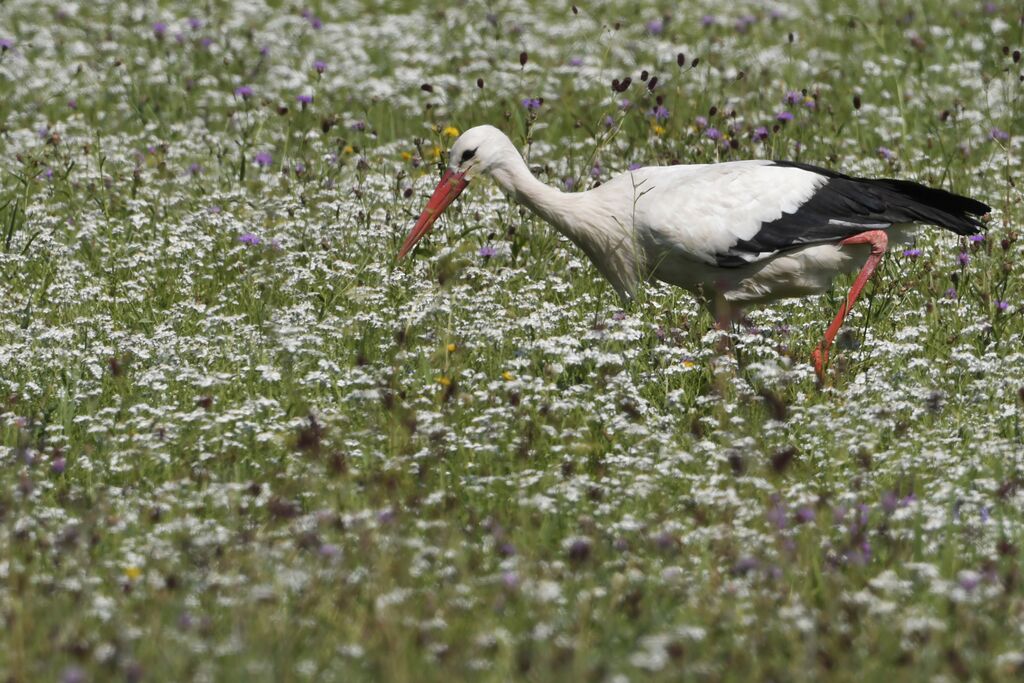 Cigogne blancheadulte, identification, marche, pêche/chasse