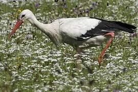 White Stork