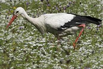 Cigogne blanche