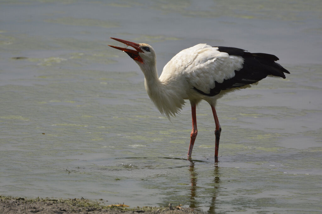 Cigogne blancheadulte, identification, boit