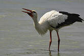 Cigogne blanche