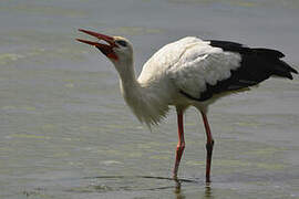 White Stork