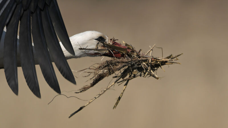 White Storkadult, close-up portrait, Reproduction-nesting
