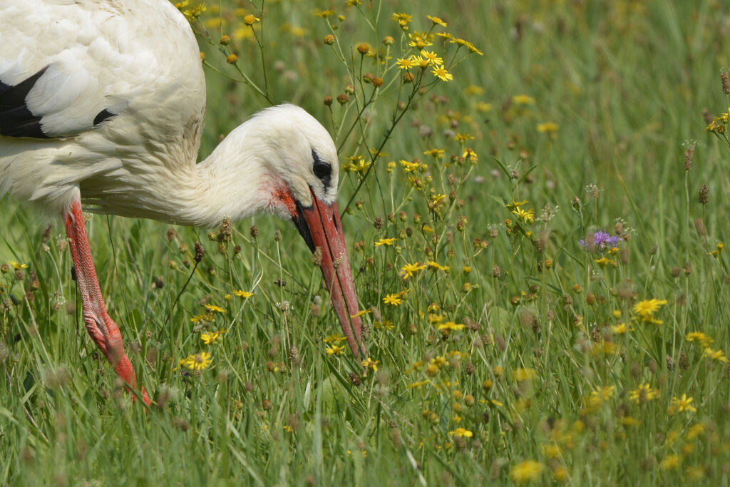 White Stork