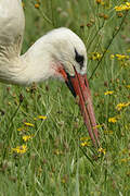 Cigogne blanche