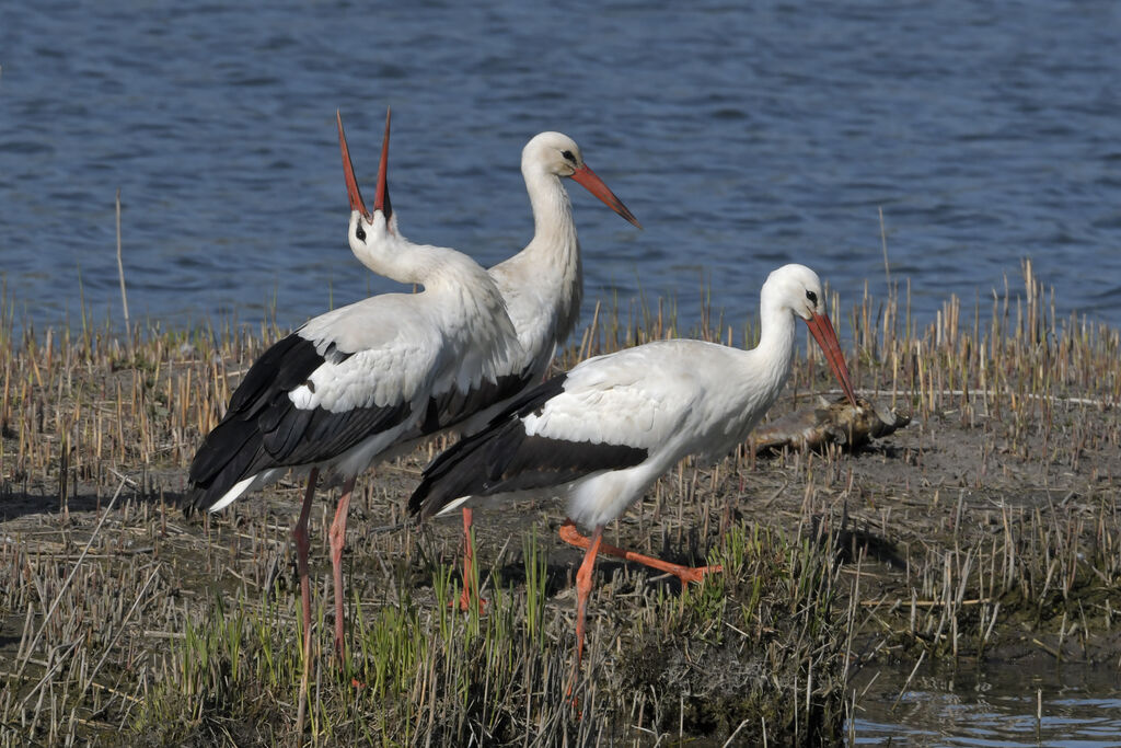 White Storkadult