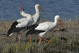 Cigogne blanche