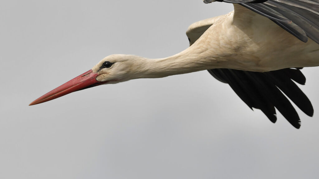 White Storkadult, close-up portrait