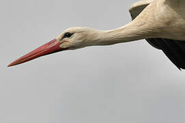 White Stork