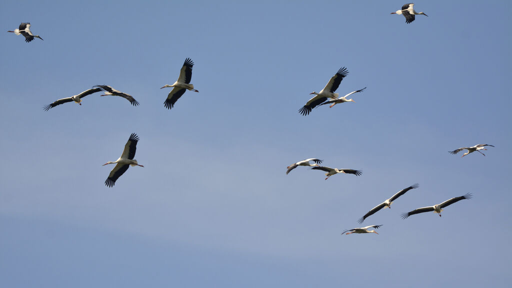 Cigogne blanche, Vol