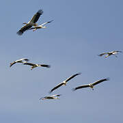 White Stork