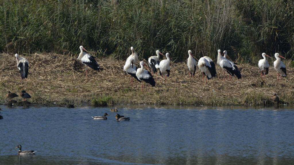 White Stork, identification